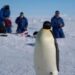 Veterinari italiani in Antartide a caccia dell’influenza aviaria tra le colonie di pinguini