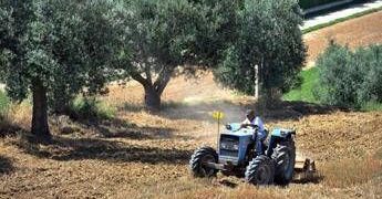 Agricoltura: aperta misura ‘Generazione Terra’ di Ismea, 120 milioni a giovani per acquisto terreni