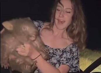 Australia, rapisce cucciolo di vombato: bufera per video di influencer