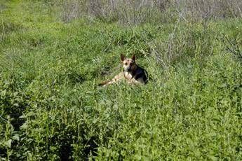 Trapani, donna muore azzannata al volto dal suo cane a Petrosino