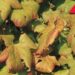 Agricoltura, Ismea: nel 2024 valori assicurati per 9,6 mld, comparto vitivinicolo al top