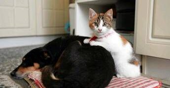 Botti e fuochi d’artificio, come proteggere cani e gatti da stress e rischi