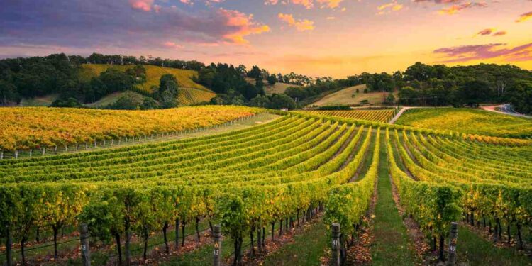 Il mondo vitivinicolo Italiano: un focus sulla produzione, tra tradizione e innovazione