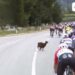 Giro d’Italia, una capra taglia la strada al gruppo – Video