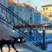 Dopo ‘Luca’ Pixar torna in Italia, nel 2027 arriva ‘Gatto’