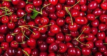La ciliegia e le qualità ‘nascoste’, Calabrese: “Anche il gambo fa bene”