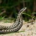 Morso di vipera, cosa fare? “Calma primo antidoto per non diffondere il veleno”