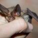 Pipistrello africano tra i vicoli di Lampedusa, scoperta nuova specie in Europa