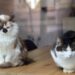 Aviaria, gatti salvati con antivirale e mix cure: studio su 4 contagi in California