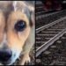 Cagnolina legata sui binari e uccisa, la confessione choc: “Mi hanno chiesto di farlo”