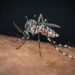 Chikungunya, il ‘caso zero’ nel bolognese è importato: nessuna infezione autoctona