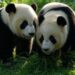 Corea del Sud, compiono 2 anni le prime due gemelle di panda giganti