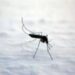 Dengue, Chikungunya, West Nile: le differenze tra infezioni ‘da zanzara’