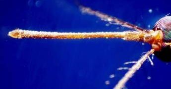 Dengue, un caso ad Arezzo: scatta la disinfestazione