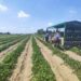 Ferrara, donna muore schiacciata dal trattore in azienda agricola