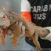 Iguana di origine sospetta in casa, confisca e multa da 40mla euro