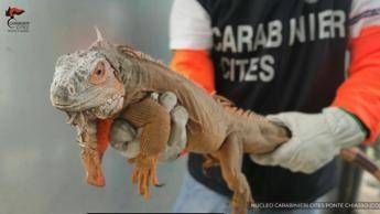 Iguana di origine sospetta in casa, confisca e multa da 40mla euro
