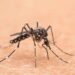 Nel Lazio primi 2 casi autoctoni di West Nile, oggi cabina di regia in Regione