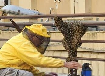 Sciame di api invade cortile del Mef, pronto intervento apicoltori per recuperarlo