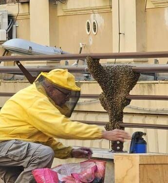 Sciame di api invade cortile del Mef, pronto intervento apicoltori per recuperarlo