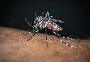 Sos Dengue e Chikungunya, aumentano i casi autoctoni: la mappa del rischio in Italia