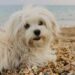 Spiagge, dall’accesso con i cani al gioco a pallone ecco il vademecum dei diritti dei bagnanti