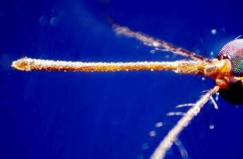 West Nile, casi nel Lazio “solo la punta dell’iceberg”: oggi vertice degli infettivologi