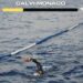 Dalla Corsica a Monaco a nuoto, l’impresa dell’uomo-pesce