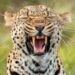 Dalle zebre di Orbán ai leopardi per Trump: leader mondiali e bizzarri zoo privati