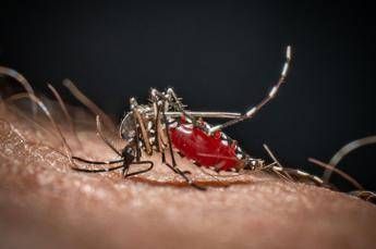 Lo strano effetto ‘boomerang’ dei repellenti: forse le zanzare stanno imparando ad amarli