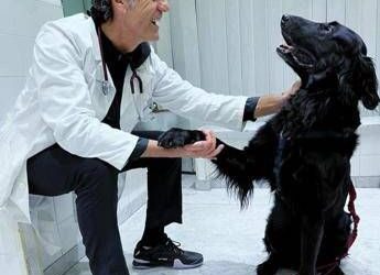 Nelle case degli italiani 8 milioni di cani, compagni ma anche un po’ medici