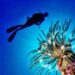 Pesce scorpione su coste italiane: “Pungersi può essere molto doloroso”