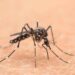 West Nile: muore 77enne, quinta vittima nel Lazio e 11esima in Italia