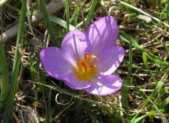 Zafferano dell’Aquila Dop: “Prodotto d’eccellenza, i dazi non spaventano”