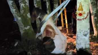 Animali, cavallo incastrato tra due alberi in bosco vicino Roma: salvato da vigili fuoco