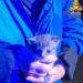 Chiuso in un sacchetto e gettato in una campana del vetro, salvato gattino di 20 giorni