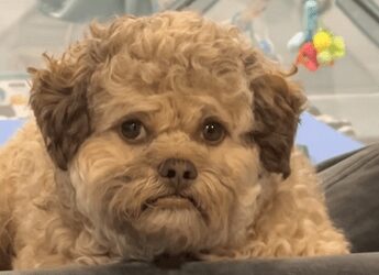 Il cane con la faccia umana, Max è virale sui social: “Somiglia a mio nipote”