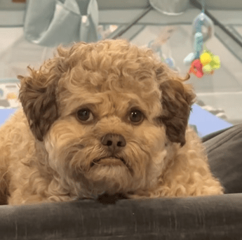 Il cane con la faccia umana, Max è virale sui social: “Somiglia a mio nipote”