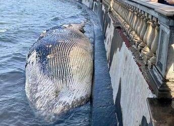Livorno, carcassa di balenottera spiaggiata davanti alla Terrazza Mascagni