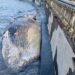 Livorno, carcassa di balenottera spiaggiata davanti alla Terrazza Mascagni