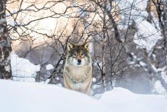 Lupo abbattuto a Trento, Brambilla contro Fugatti: “Ora ha il suo trofeo”