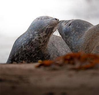 Oppo Reno14: l’AI rivoluziona la fotografia mobile