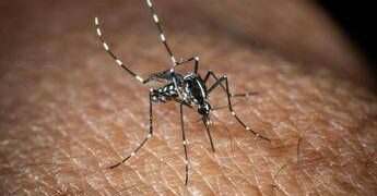 Roma, misure anti-zanzare in vista dell’estate: cosa dice l’ordinanza