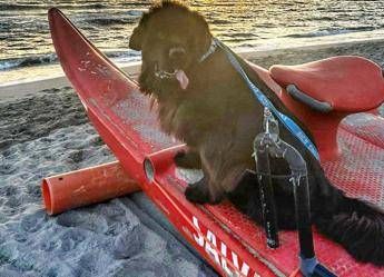 Sics, decine di salvataggi al mare e nei laghi grazie ai cani bagnino