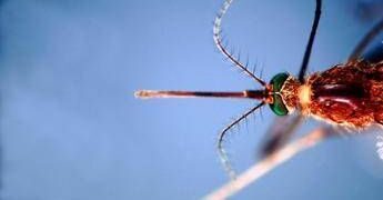 Infettivologi, ‘con cambio clima virus tropicali endemici’