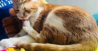 Supercat show, sfilate adozioni e miao-mercatino per la mostra felina internazionale