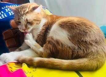 Supercat show, sfilate adozioni e miao-mercatino per la mostra felina internazionale