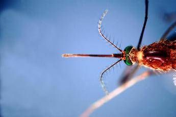 West Nile, terzo morto nell’Oristanese e nuovo contagio: casi salgono a 38