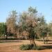 Xylella, Cia: è allarme per Calabria, agire subito o danni irreparabili per settore olivicolo