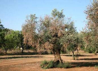 Xylella, Cia: è allarme per Calabria, agire subito o danni irreparabili per settore olivicolo
